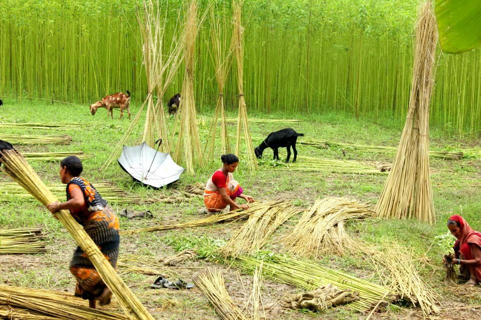 Descubre el Mundo Ecológico y Elegante del Yute: ¡Tu Nuevo Material Favorito para Alpargatas Eco-responsables!